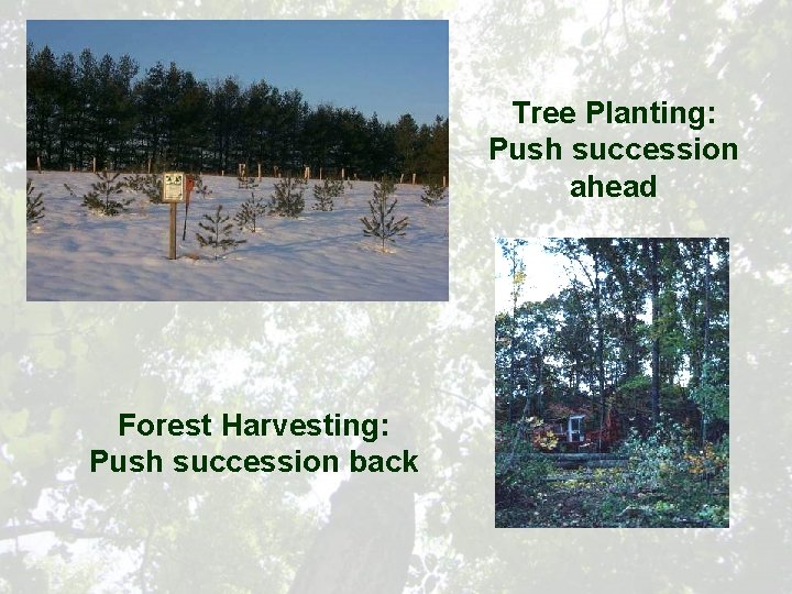 Tree Planting: Push succession ahead Forest Harvesting: Push succession back 