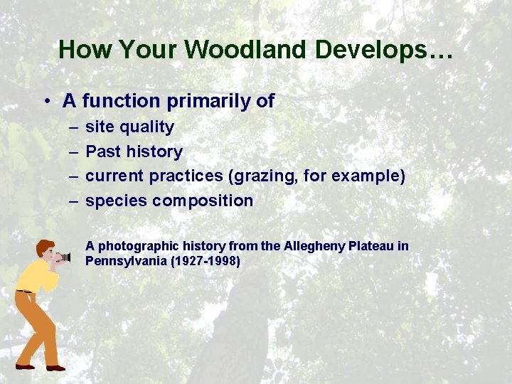 How Your Woodland Develops… • A function primarily of – – site quality Past