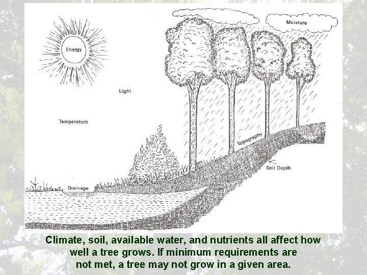 Climate, soil, available water, and nutrients all affect how well a tree grows. If