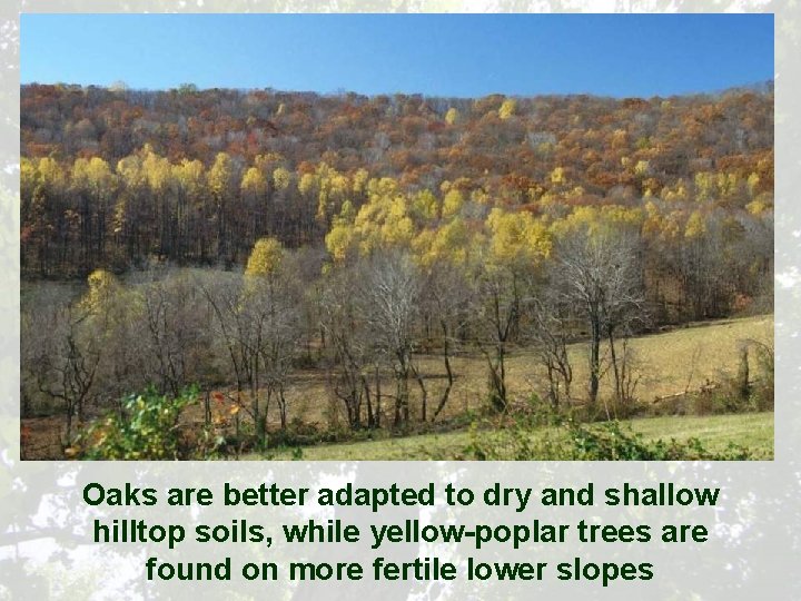 Oaks are better adapted to dry and shallow hilltop soils, while yellow-poplar trees are