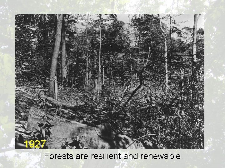 1927 Forests are resilient and renewable 
