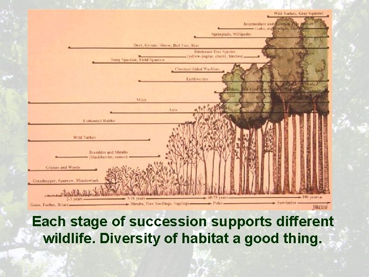 Each stage of succession supports different wildlife. Diversity of habitat a good thing. 