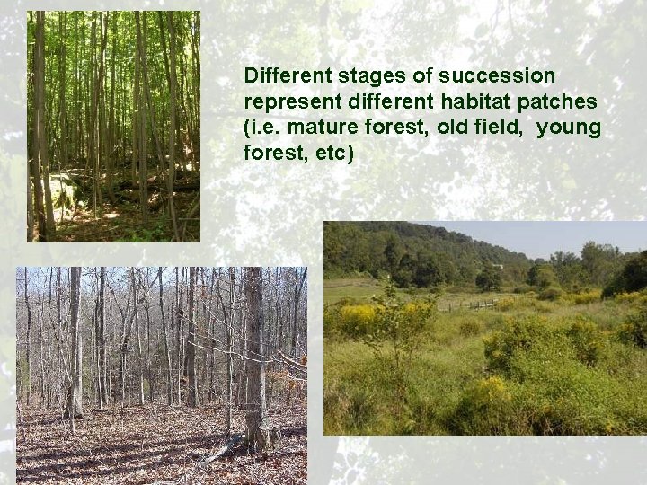 Different stages of succession represent different habitat patches (i. e. mature forest, old field,