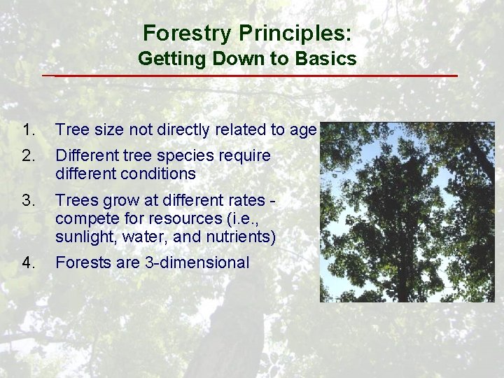 Forestry Principles: Getting Down to Basics 1. Tree size not directly related to age