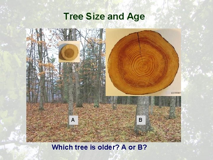 Tree Size and Age A B Which tree is older? A or B? 
