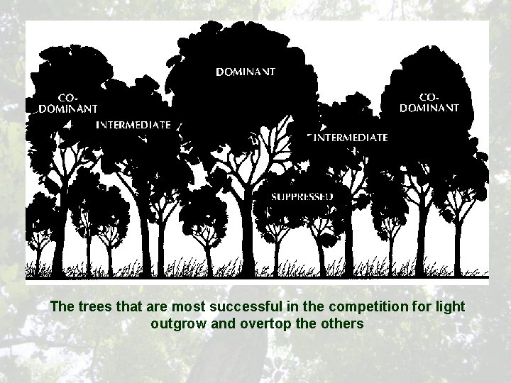 The trees that are most successful in the competition for light outgrow and overtop