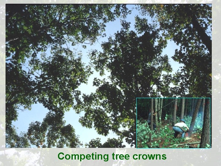 Competing tree crowns 