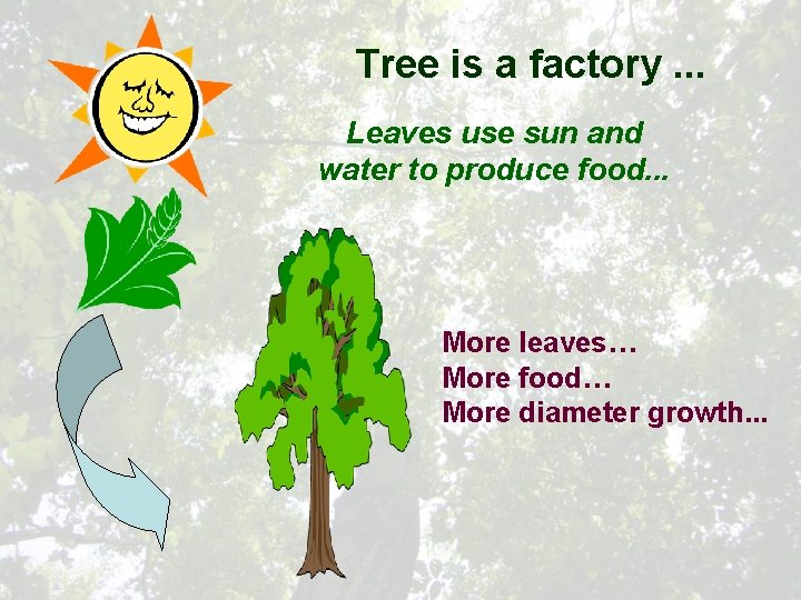 Tree is a factory. . . Leaves use sun and water to produce food.