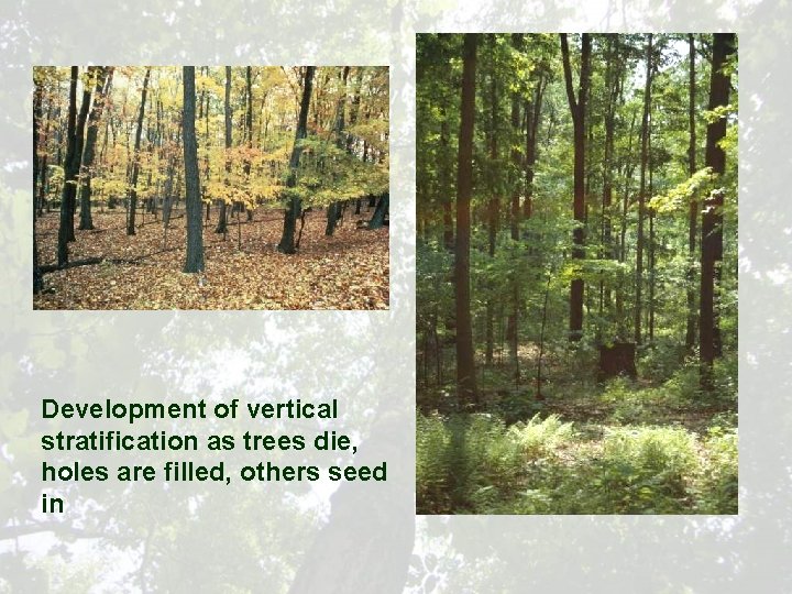 Development of vertical stratification as trees die, holes are filled, others seed in 