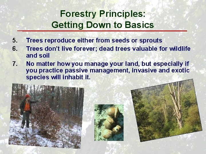 Forestry Principles: Getting Down to Basics 5. 6. 7. Trees reproduce either from seeds