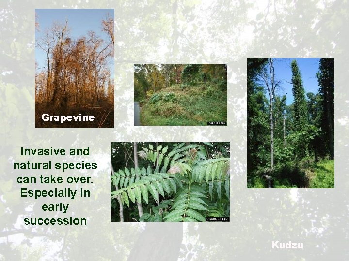 Grapevine Invasive and natural species can take over. Especially in early succession Kudzu 