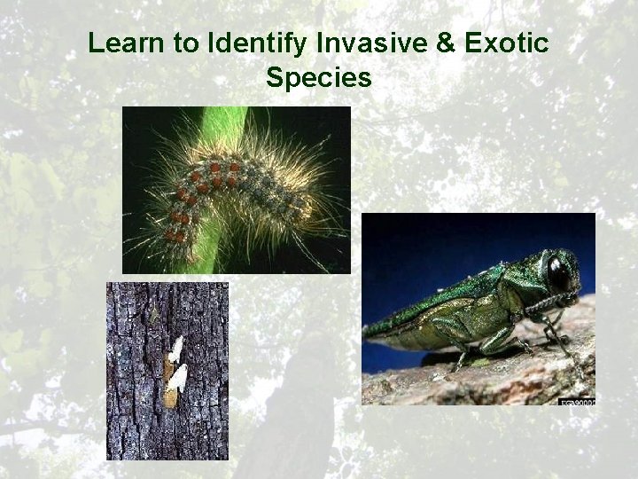 Learn to Identify Invasive & Exotic Species 