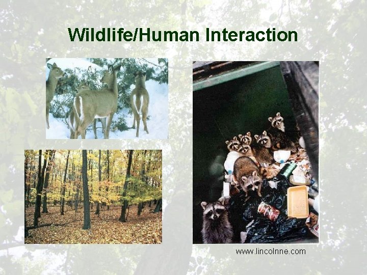 Wildlife/Human Interaction www. lincolnne. com 