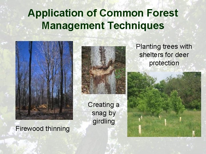 Application of Common Forest Management Techniques Planting trees with shelters for deer protection Firewood