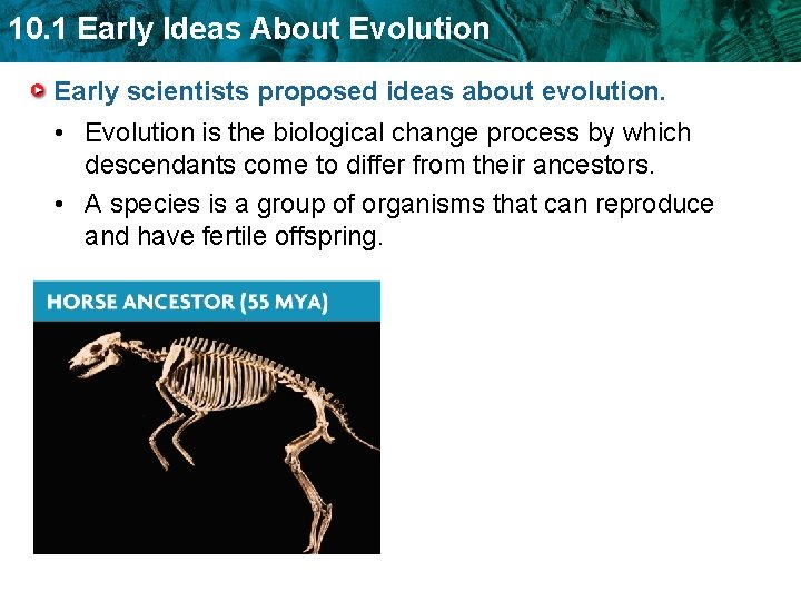 10. 1 Early Ideas About Evolution Early scientists proposed ideas about evolution. • Evolution