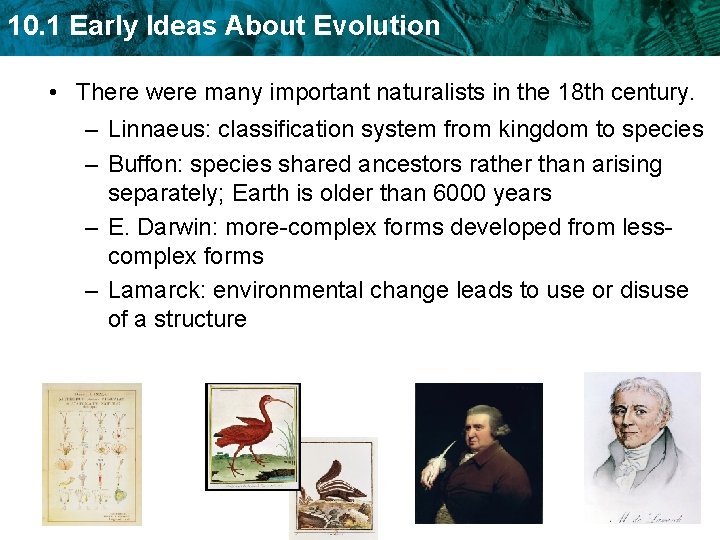 10. 1 Early Ideas About Evolution • There were many important naturalists in the