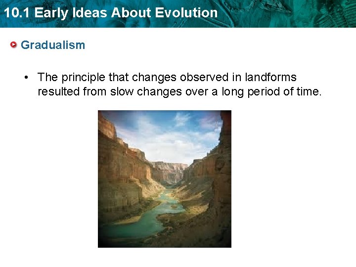 10. 1 Early Ideas About Evolution Gradualism • The principle that changes observed in