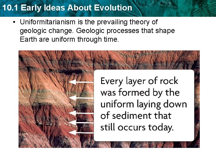 10. 1 Early Ideas About Evolution • Uniformitarianism is the prevailing theory of geologic