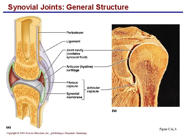 Synovial Joints: General Structure Figure 8. 3 a, b Copyright © 2004 Pearson Education,