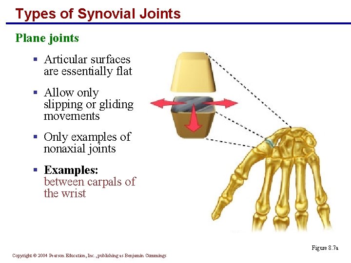 Types of Synovial Joints Plane joints § Articular surfaces are essentially flat § Allow