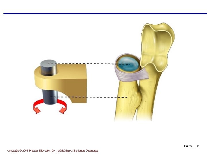 Figure 8. 7 c Copyright © 2004 Pearson Education, Inc. , publishing as Benjamin