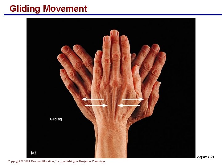 Gliding Movement Figure 8. 5 a Copyright © 2004 Pearson Education, Inc. , publishing