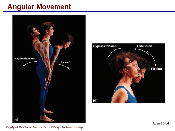 Angular Movement Figure 8. 5 c, d Copyright © 2004 Pearson Education, Inc. ,