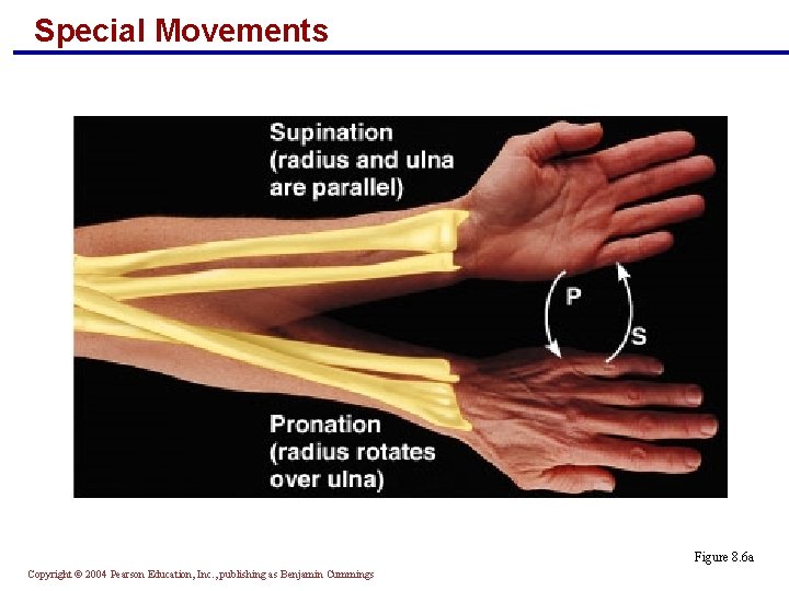 Special Movements Figure 8. 6 a Copyright © 2004 Pearson Education, Inc. , publishing