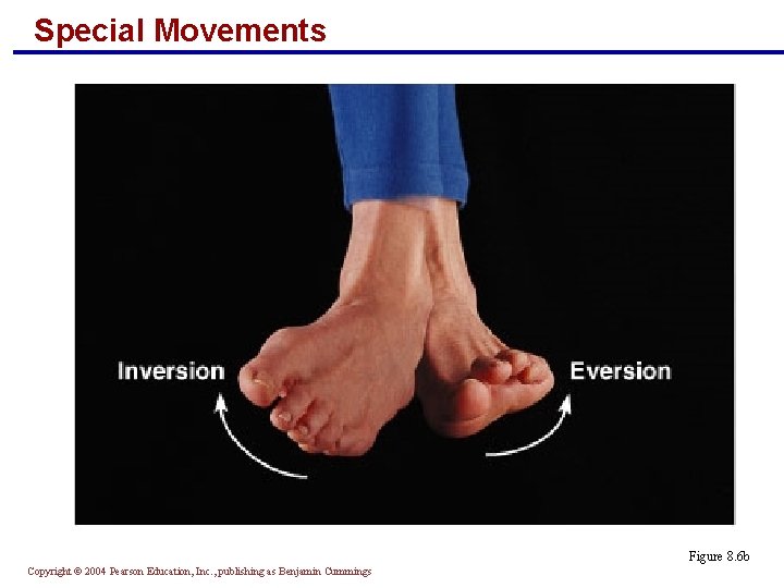Special Movements Figure 8. 6 b Copyright © 2004 Pearson Education, Inc. , publishing