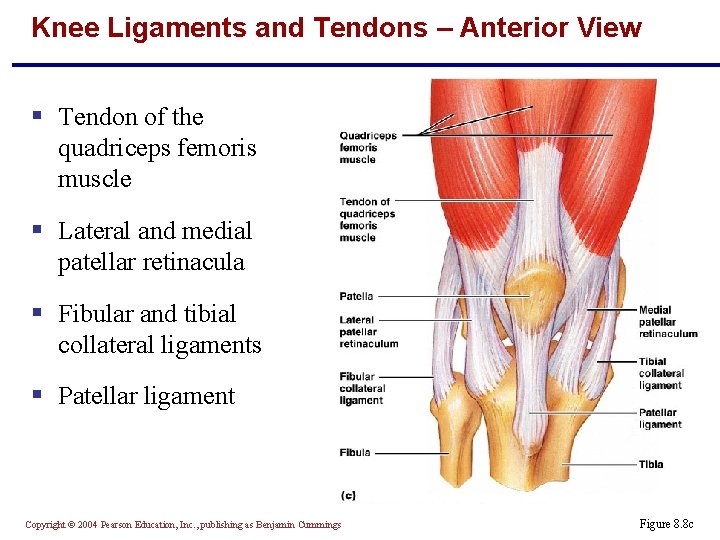 Knee Ligaments and Tendons – Anterior View § Tendon of the quadriceps femoris muscle