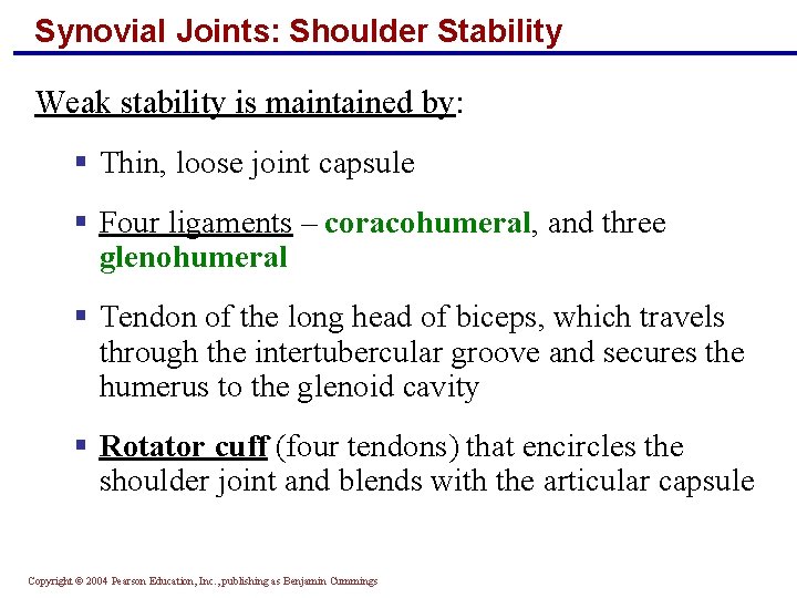 Synovial Joints: Shoulder Stability Weak stability is maintained by: § Thin, loose joint capsule