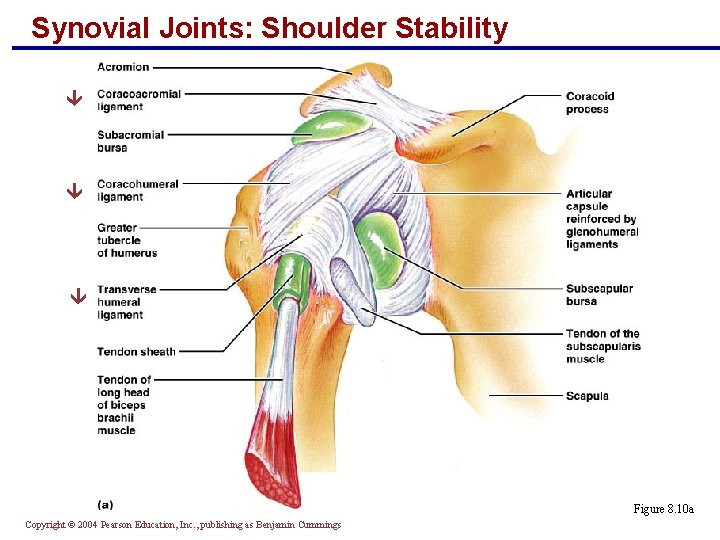 Synovial Joints: Shoulder Stability Figure 8. 10 a Copyright © 2004 Pearson Education, Inc.