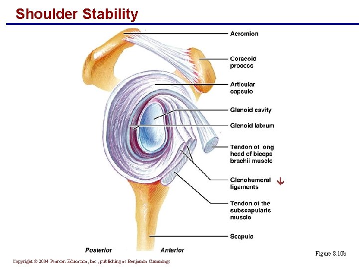 Shoulder Stability Figure 8. 10 b Copyright © 2004 Pearson Education, Inc. , publishing