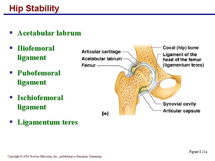 Hip Stability § Acetabular labrum § Iliofemoral ligament § Pubofemoral ligament § Ischiofemoral ligament