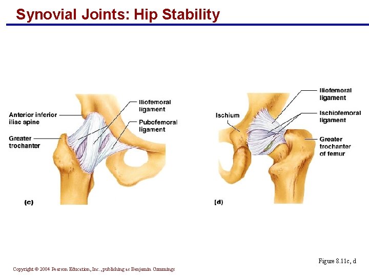 Synovial Joints: Hip Stability Figure 8. 11 c, d Copyright © 2004 Pearson Education,