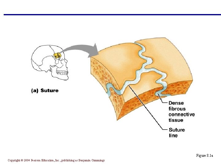 Figure 8. 1 a Copyright © 2004 Pearson Education, Inc. , publishing as Benjamin