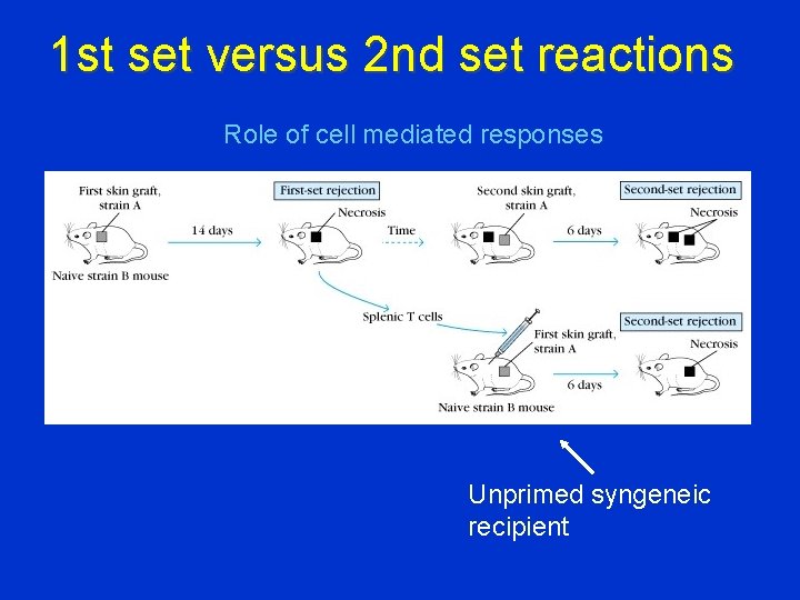 1 st set versus 2 nd set reactions Role of cell mediated responses Unprimed