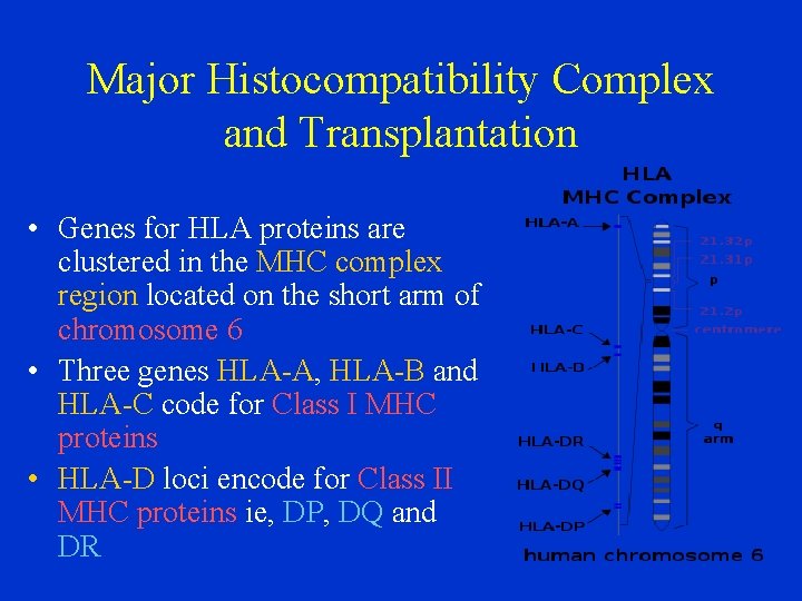 Major Histocompatibility Complex and Transplantation • Genes for HLA proteins are clustered in the