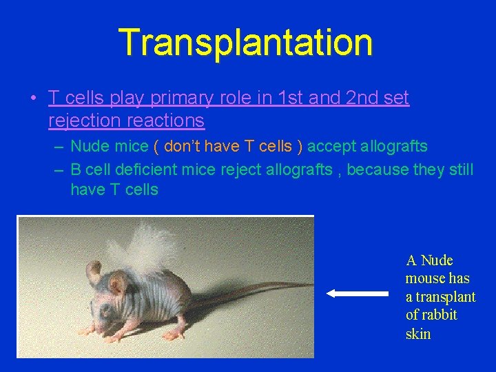 Transplantation • T cells play primary role in 1 st and 2 nd set