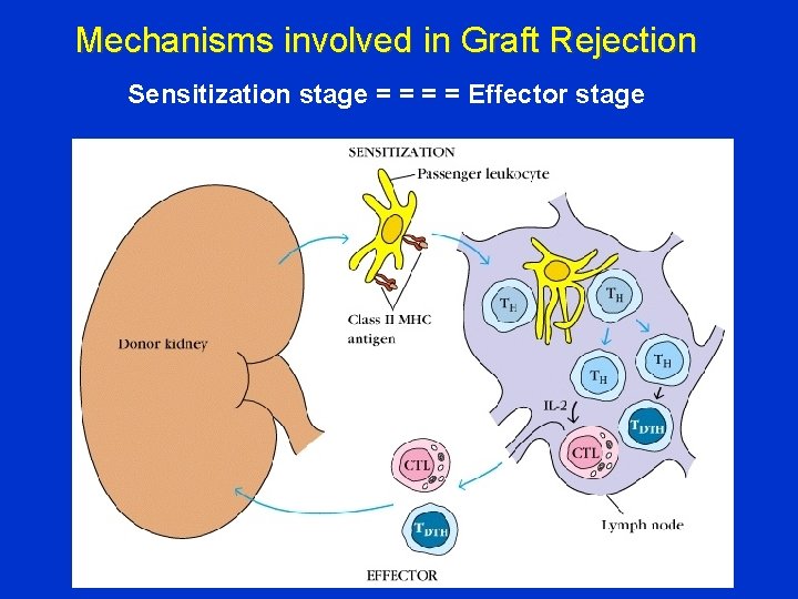 Mechanisms involved in Graft Rejection Sensitization stage = = Effector stage 