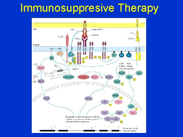 Immunosuppresive Therapy 