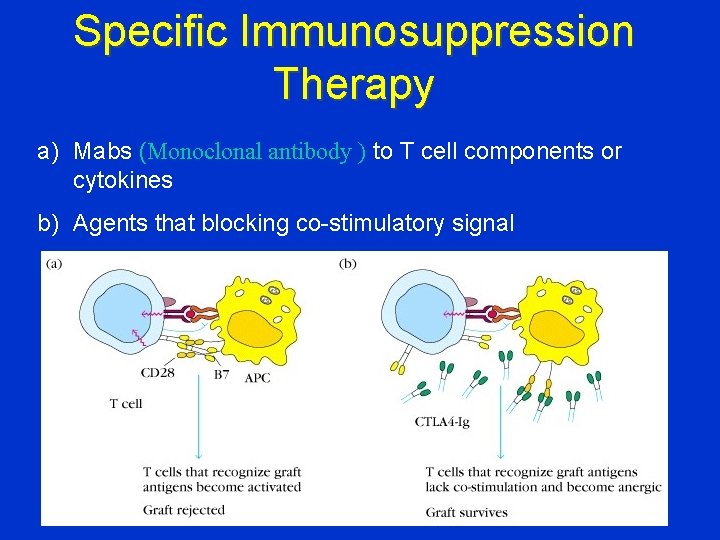 Specific Immunosuppression Therapy a) Mabs (Monoclonal antibody ) to T cell components or cytokines