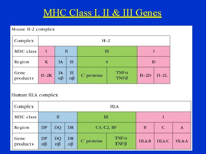 MHC Class I, II & III Genes 