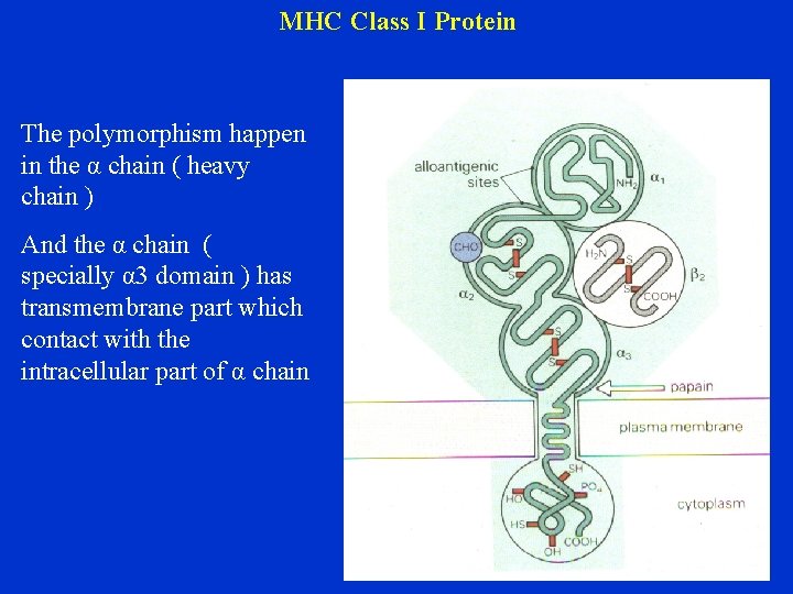 MHC Class I Protein The polymorphism happen in the α chain ( heavy chain
