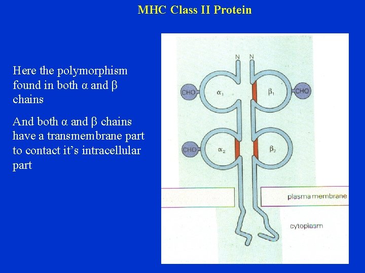 MHC Class II Protein Here the polymorphism found in both α and β chains