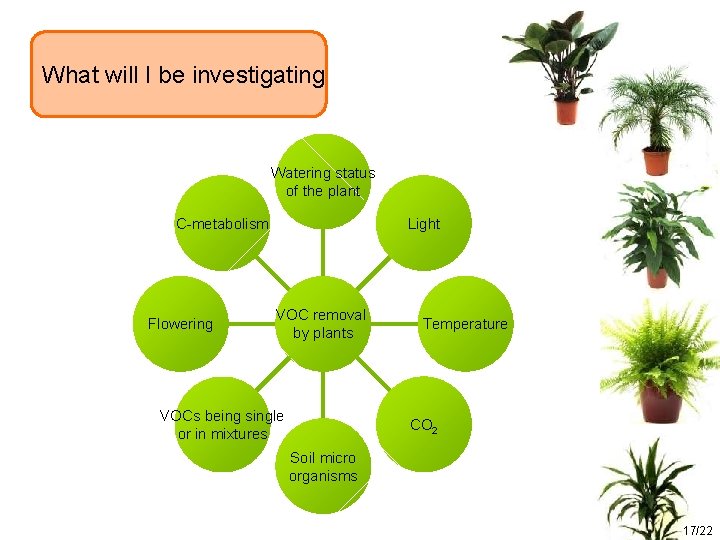 What will I be investigating Watering status of the plant C-metabolism Flowering Light VOC