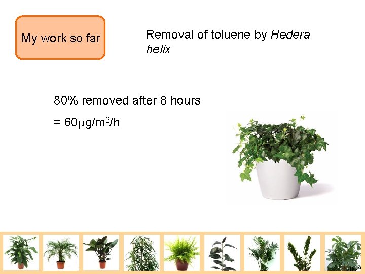 My work so far Removal of toluene by Hedera helix 80% removed after 8