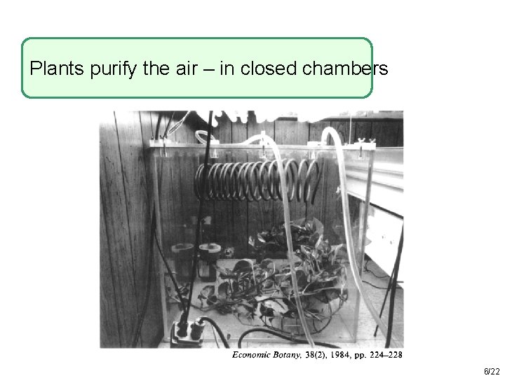 Plants purify the air – in closed chambers 6/22 