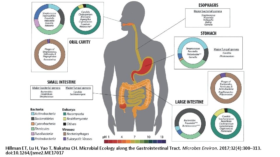 Hillman ET, Lu H, Yao T, Nakatsu CH. Microbial Ecology along the Gastrointestinal Tract.