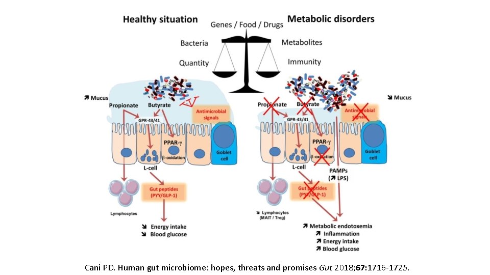 Cani PD. Human gut microbiome: hopes, threats and promises Gut 2018; 67: 1716 -1725.